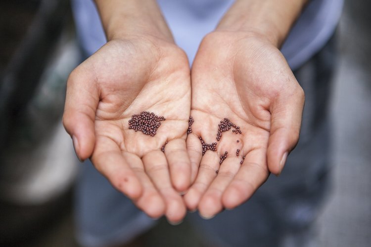 Fall Seed Collection
