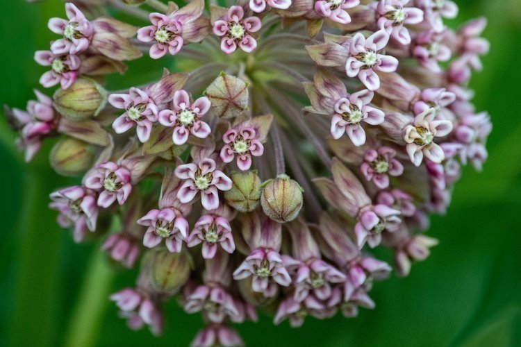 Ohio Native Perennials