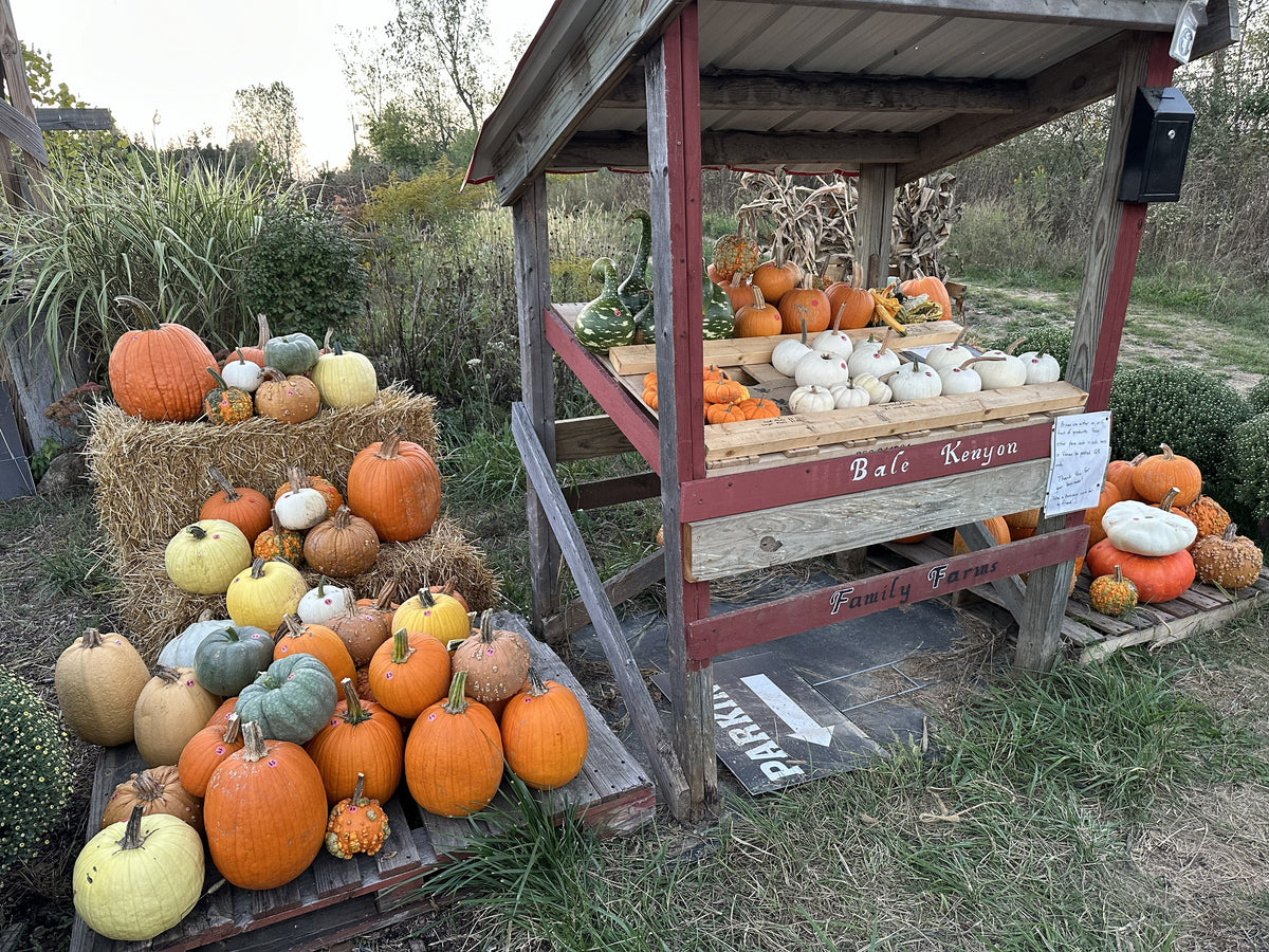 Pumpkins & Gourds - Standard