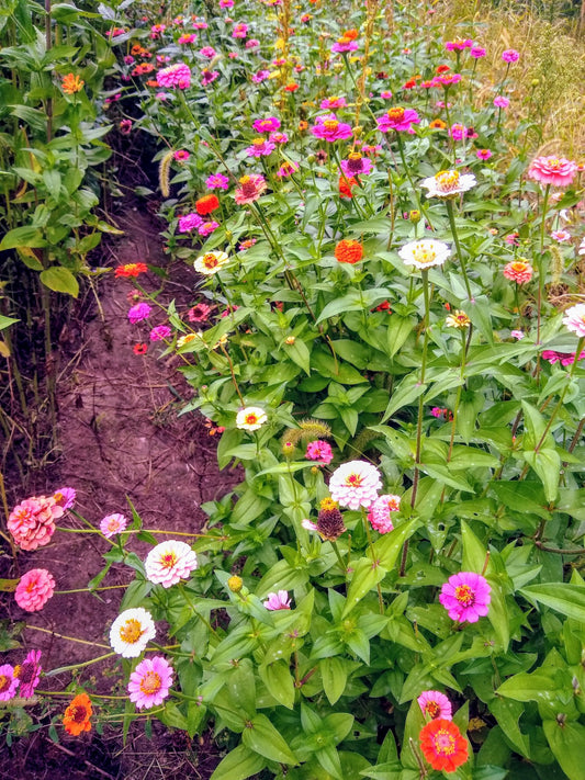 Flowers - Large Stem Quantity Event